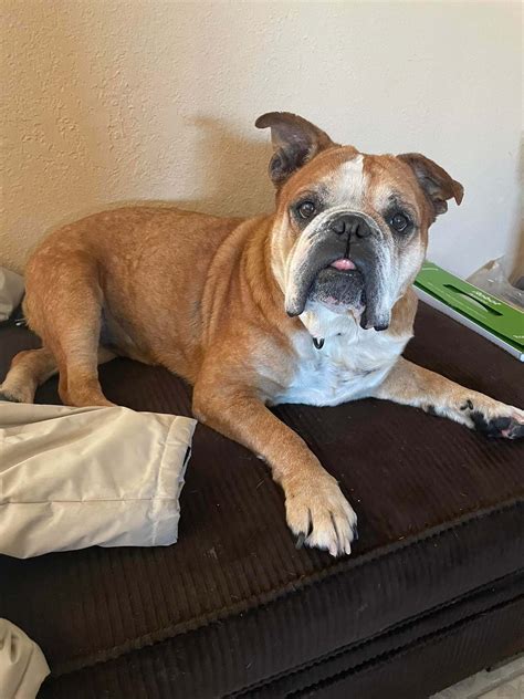 tornado alley bulldog rescue